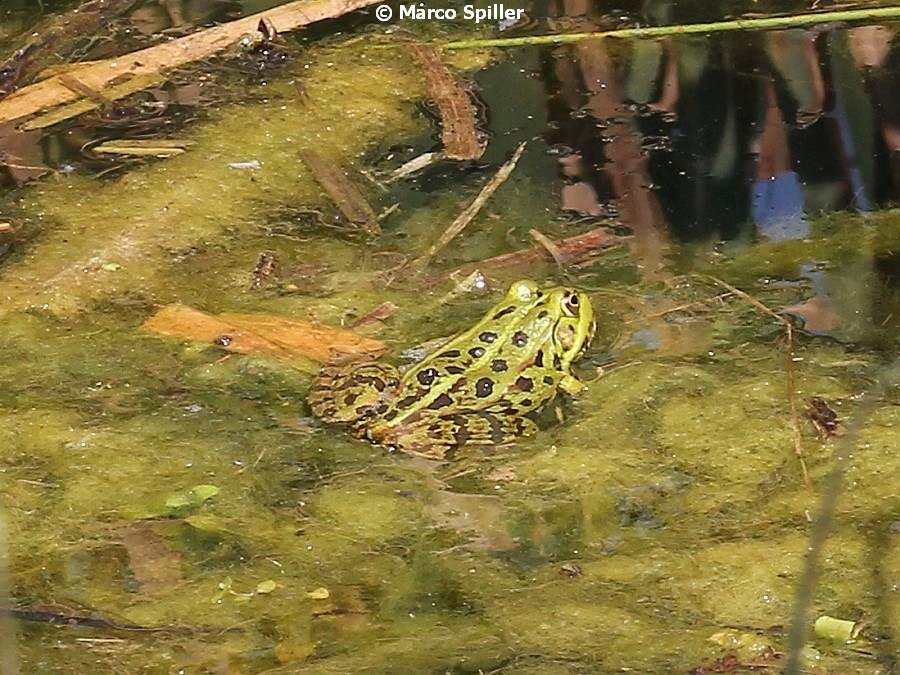 Rana leopardo? No, Pelophylax sp. (Milano)